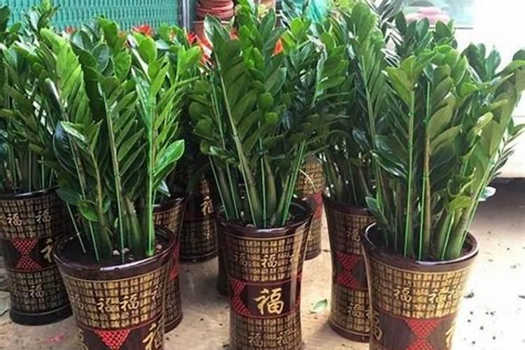 招财树的风水作用和摆放方法