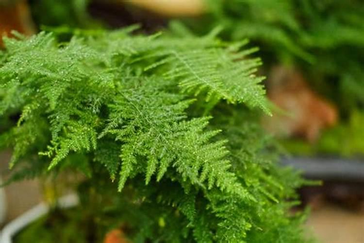 进门入户处可以摆放绿植和鲜花吗？