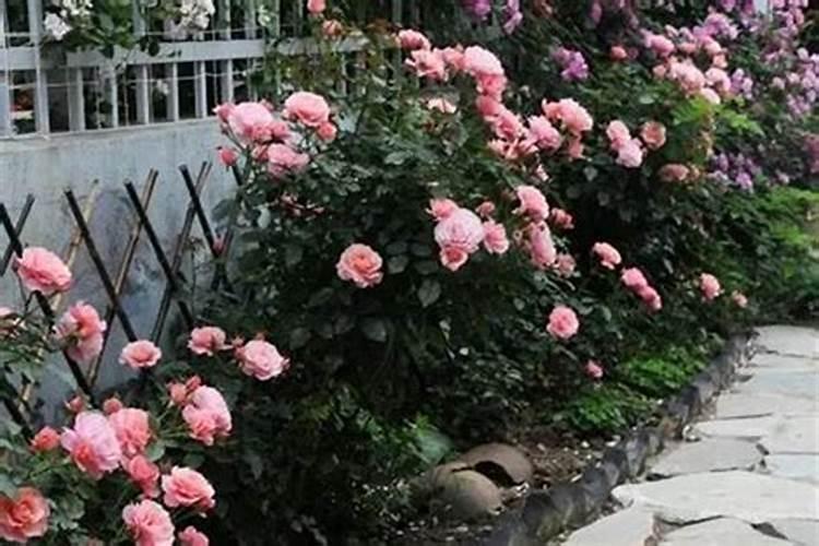 庭院养什么花最好风水最旺