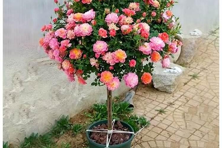 庭院什么花草最旺风水好