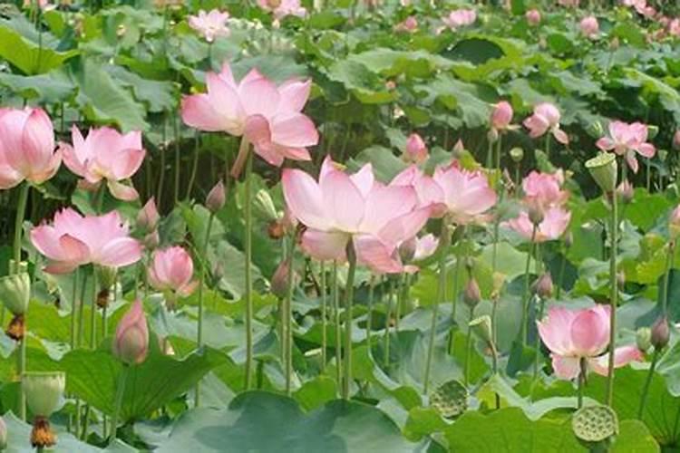 把花草放在书桌上会带来好运吗