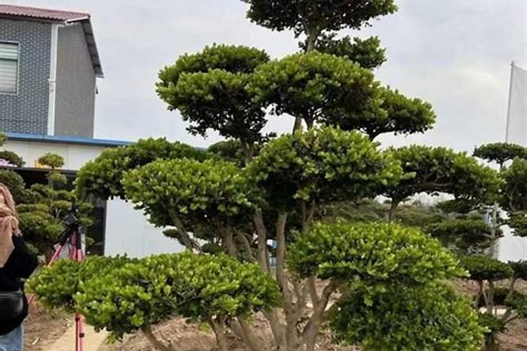 坟墓前种什么树好
