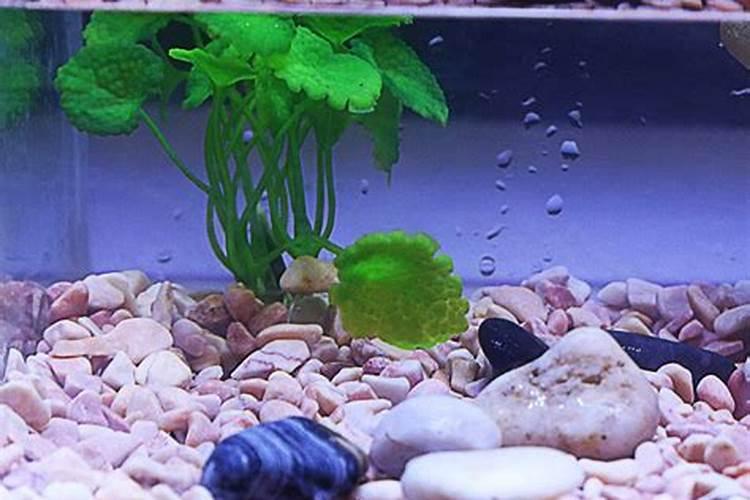 鱼缸里放石头风水好吗