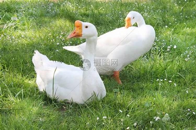 鹅为什么可以镇宅 鹅以镇宅的原因