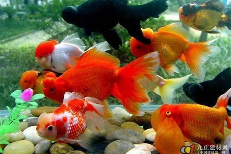 风水师梁光耀水平如何