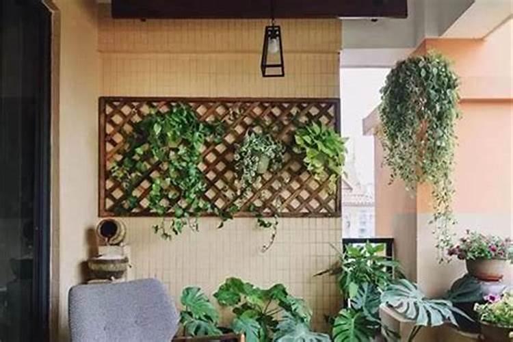 紫荆能不能种植在院内 紫荆适合栽院内吗