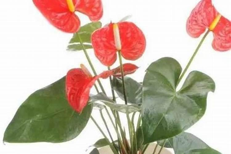 红掌能摆在办公室吗