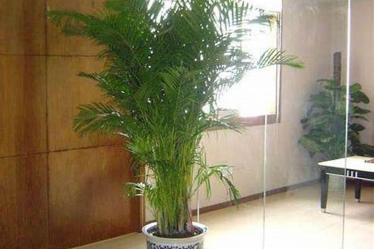 办公室花卉摆放风水讲究