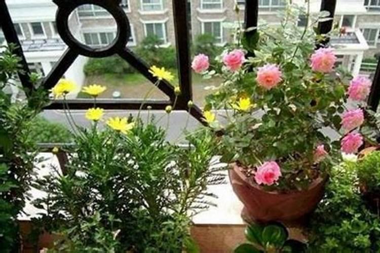 家里的花养的很好是什么预兆？