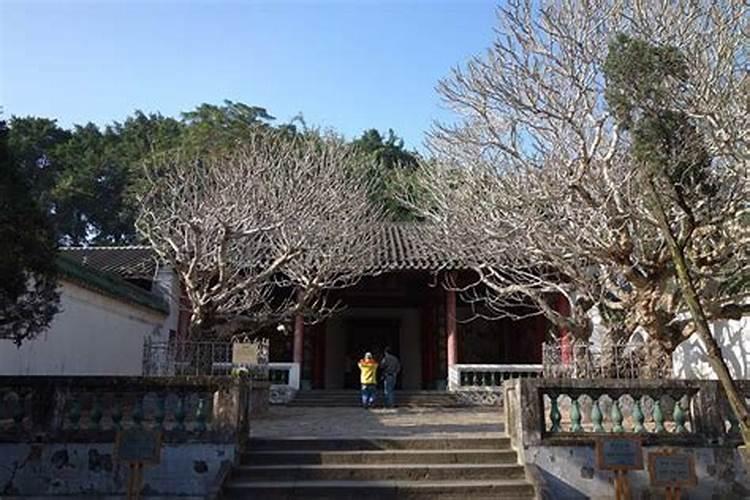 祠堂前适合种什么树