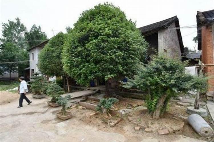 祠堂门前能不能载皂角树？