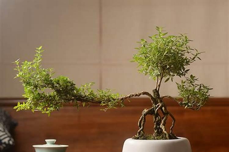 茶桌摆什么花最旺风水