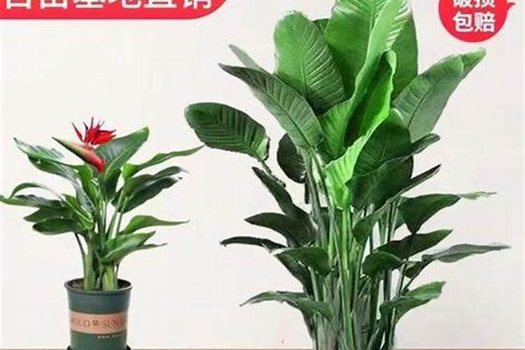 属蛇种什么植物最旺财运呢