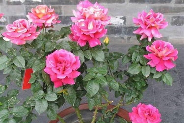月季和茉莉花可以养在客厅影响风水吗