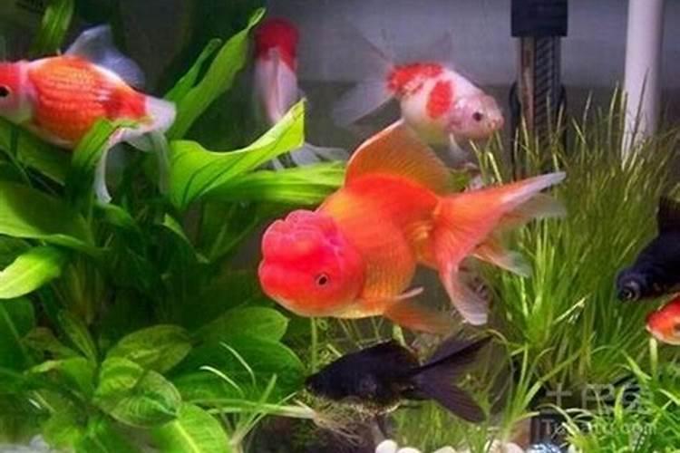店里摆什么植物能招财