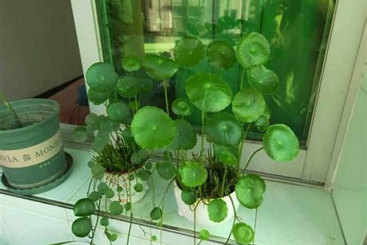 办公桌上两盆花,人旺财旺运道旺
