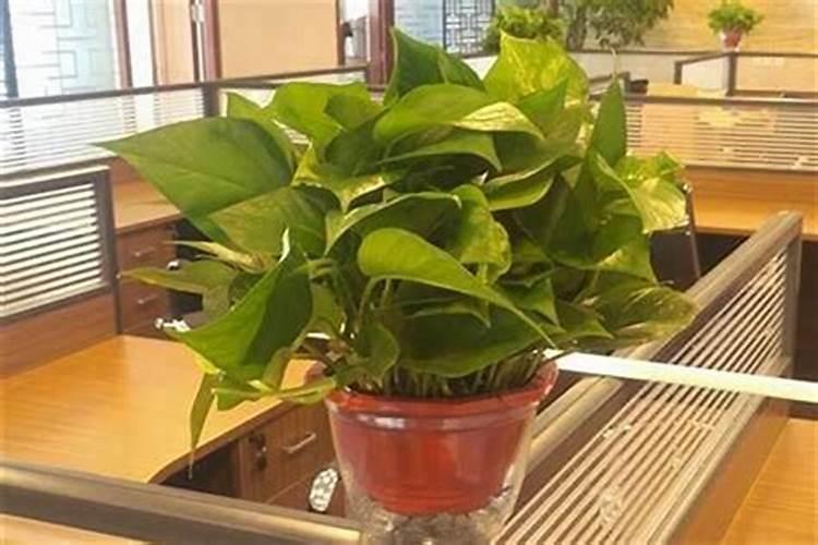 办公桌适合放什么花风水讲究
