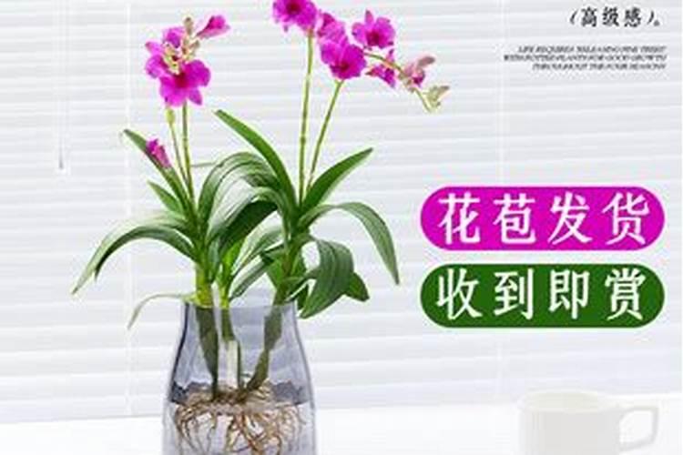 办公室应该买什么风水鱼