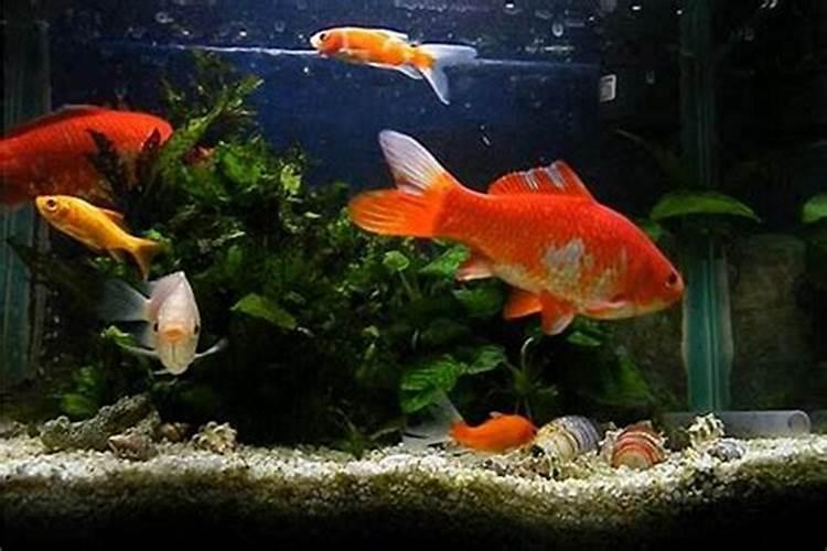风水鸡如何摆放
