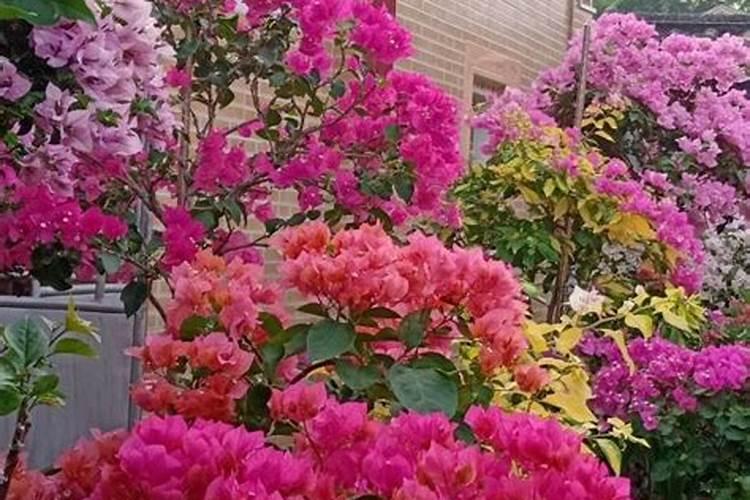 杜鹃花的风水作用