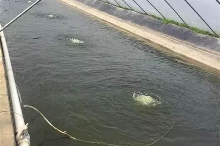 家里鱼缸养虾对风水好吗