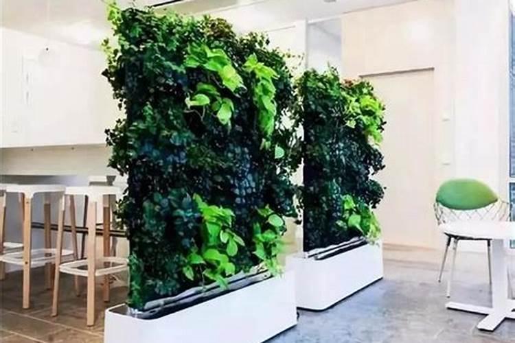 客厅屏风摆放绿植好不好 客厅屏风摆放绿植有什么讲究