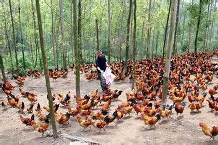 在家里可以摆放佛塔吗？尤其是涅盘塔。