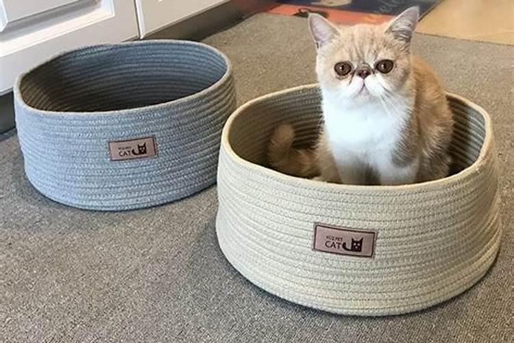 养猫的风水讲究？