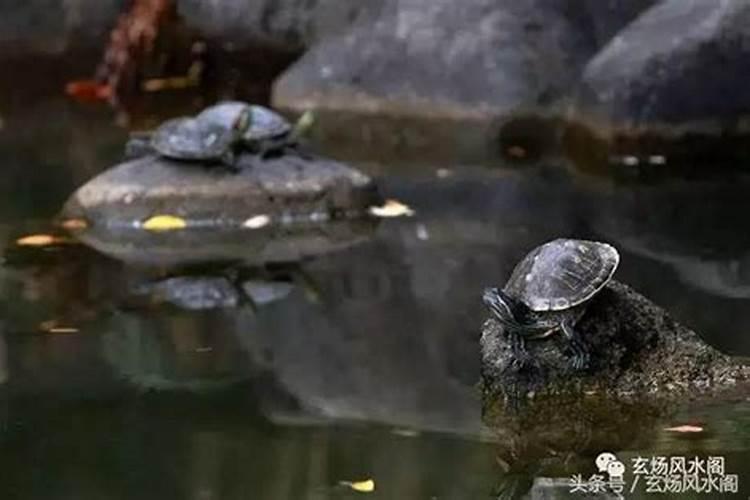 求教风水大师,是否适合养龟,养什么龟