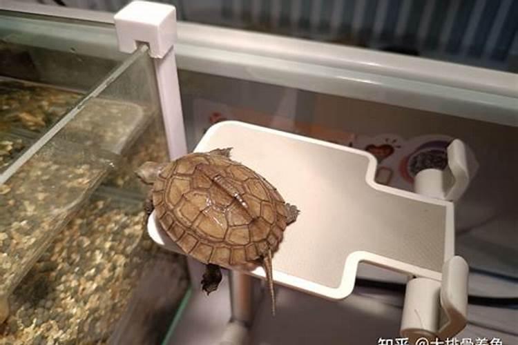 动物风水:养龟与家居风水的关系