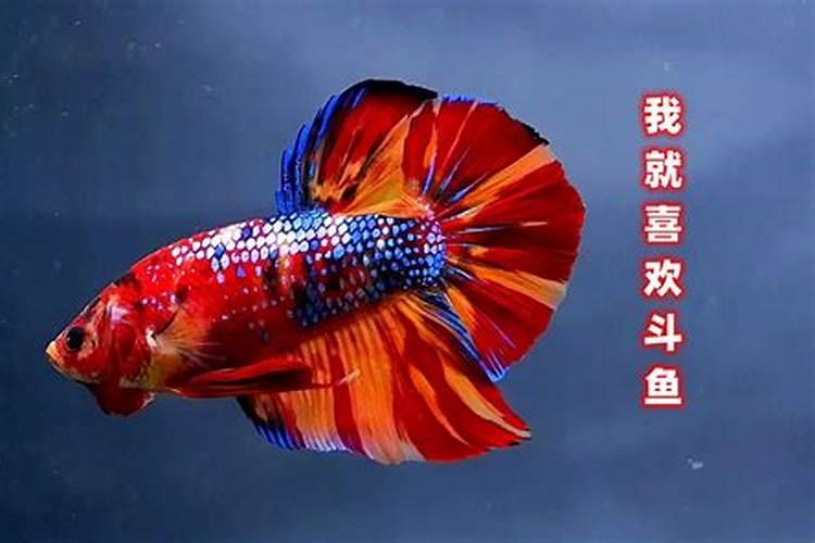 住宅小区里一楼住宅能否开小超市？