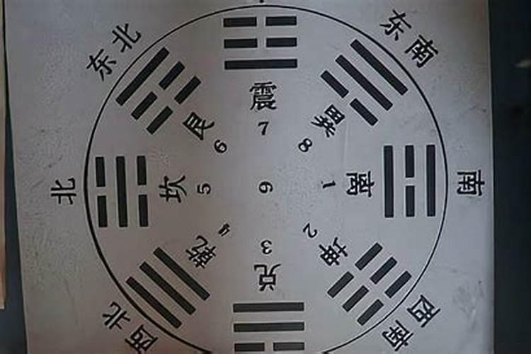 家里养什么龟风水比较好