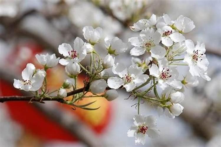下关梨花溪风水怎么样,听他们说是坟地改造,旁边还是殡仪馆
