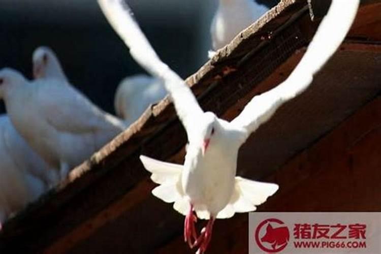 请问坟墓里飞出两只鸽子有什么说法吗？