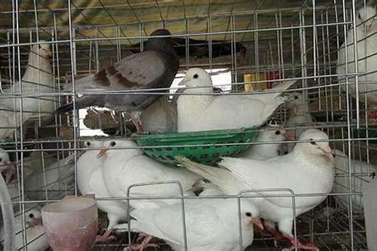鸽子能旺风水吗