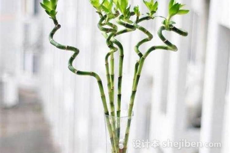 围墙外阳宅正面种竹可以吗？