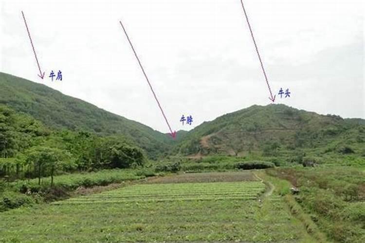 虱母仙 (潮汕)是什么意思 《法语助手》法汉