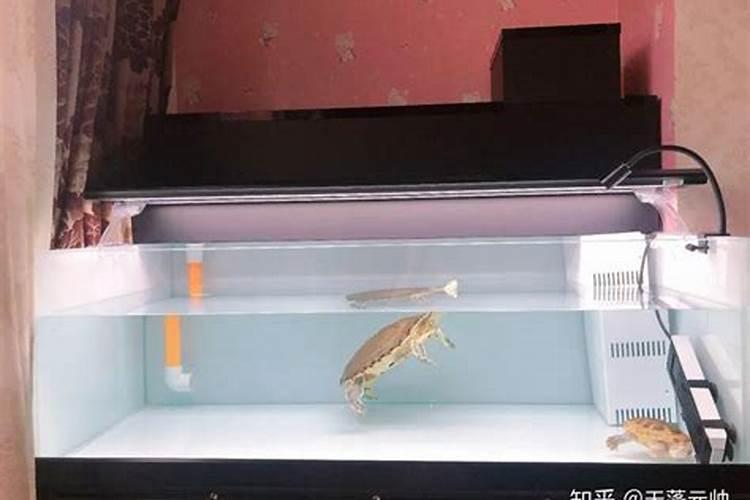 露天鱼池适合养什么鱼,鱼池怎么养金鱼