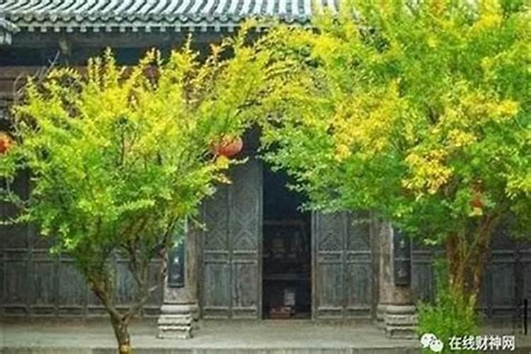 家里养龟对风水的影响 看到吓一跳？