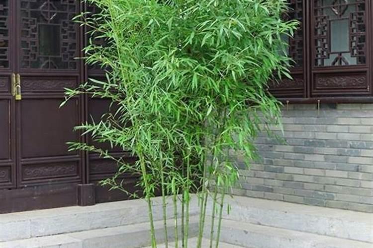 家中养什么竹最旺财风水