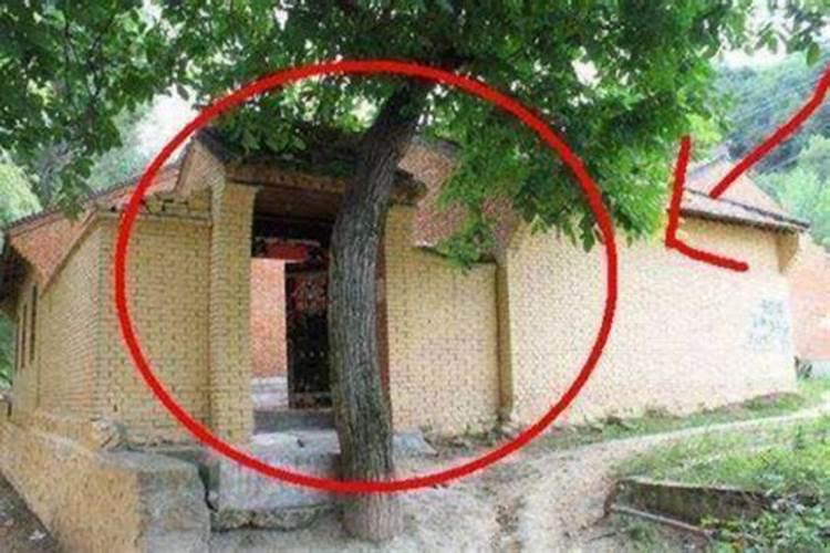 树木对住宅风水有什么影响
