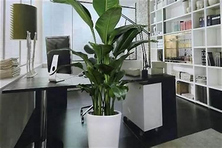 办公室摆放什么植物会旺风水