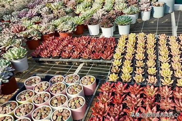 植物风水知识 多肉植物对家装风水好吗