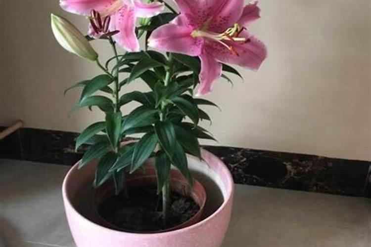 家里放百合花风水好吗 在风水学上有什么讲究