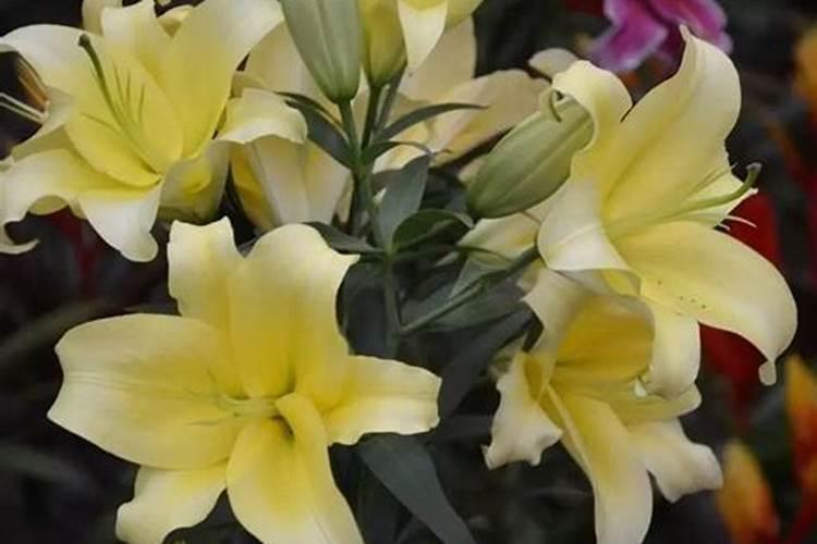 家里养百合花风水好吗？