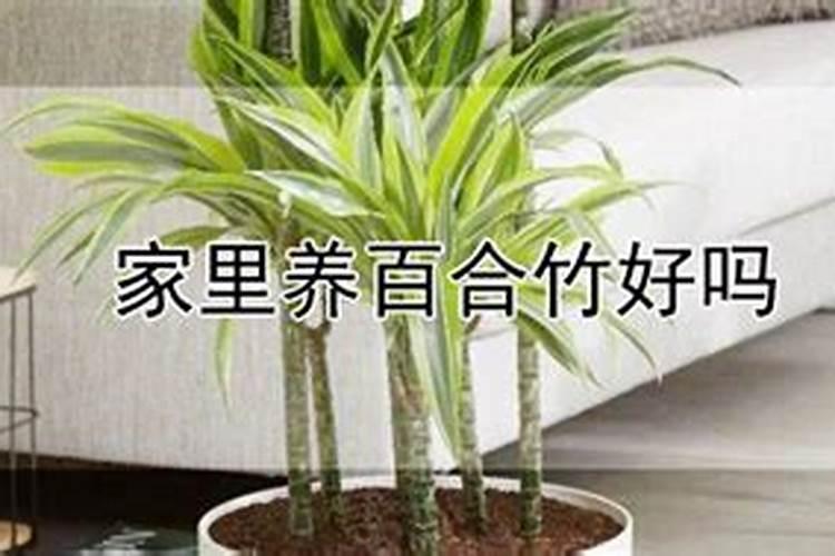 家里放百合花风水好吗,在风水学上有什么讲究