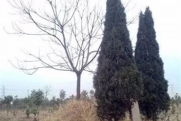 离墓地多远才能种桃树
