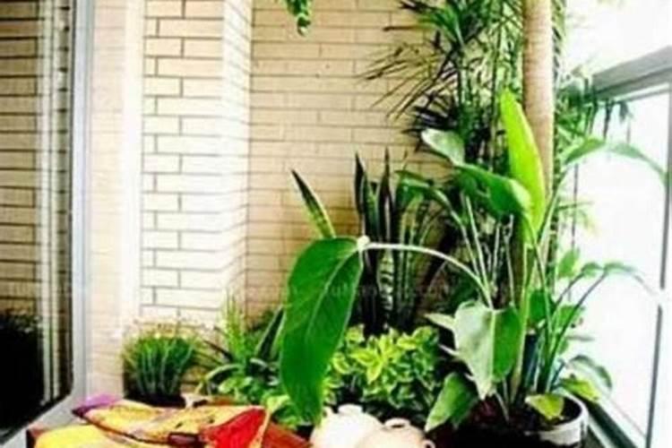 绣球花养在阳台吉利吗,放在阳台有利于风水吗