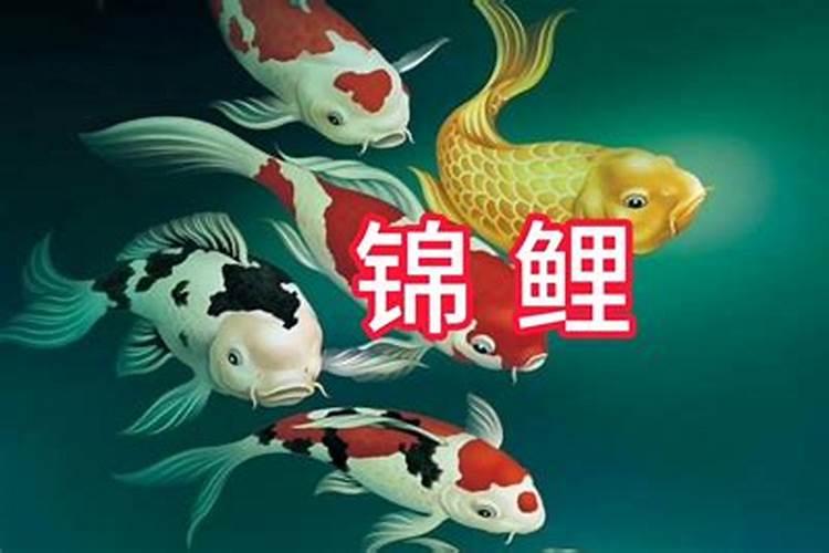 家里放几条招财鱼好呢？