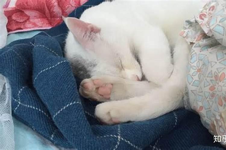 养猫的风水讲究